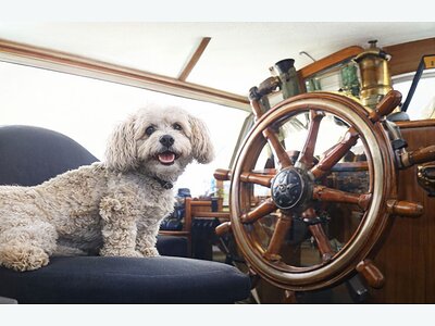 Hunde fahren kostenlos